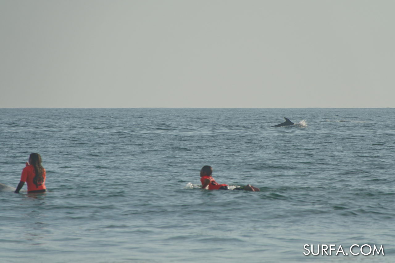 Surfing with dolphins on the Falésia de Vilamoura